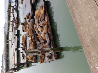 Amerika - Pier 39 San Francisco