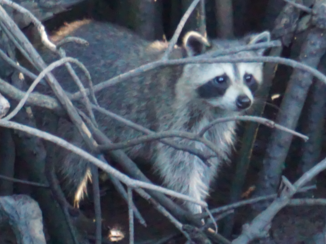 Florida - Everglades