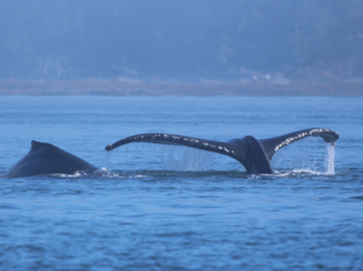 Alaska - 2 walvissen op een foto