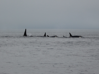 Alaska - Orka's in de mist 1