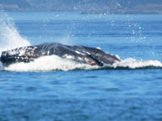 Alaska - Walvis landt op ht water na sprong