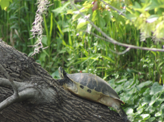 Florida - Turtle