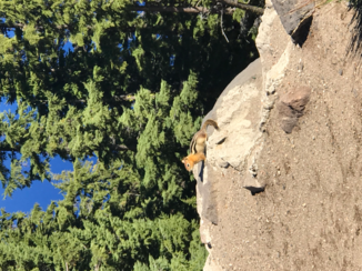 Oregon - Crater Lake eekhoorntje