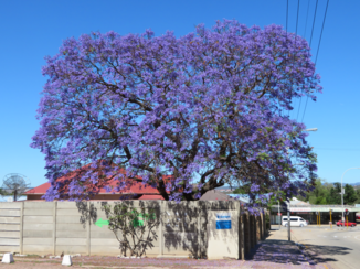 ANWB Vakantie - Jacaranda boom