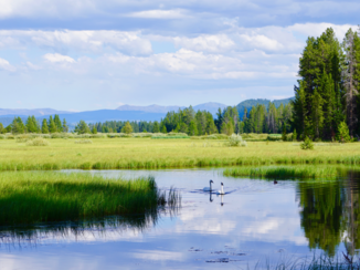 Amerika - Swan Lake in Grand Teton